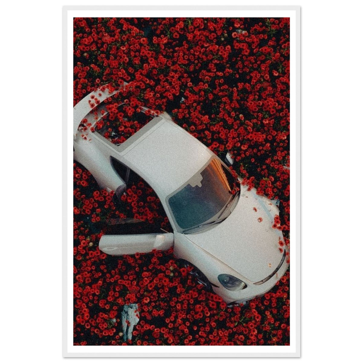Porsche Roses